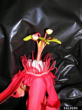 perfumed passionflower, Passiflora vitifolia  (Violales: Passifloraceae) - 5419280
