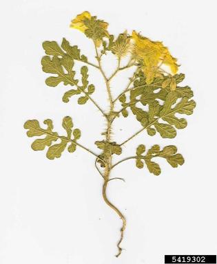 buffalobur, Solanum rostratum  (Solanales: Solanaceae) - 5419302