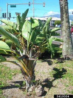 bird-of-paradise -tree, Strelitzia nicolai  (Zingiberales: Strelitziaceae) - 5419304