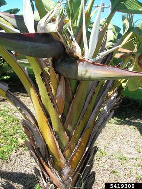 bird-of-paradise -tree, Strelitzia nicolai  (Zingiberales: Strelitziaceae) - 5419308