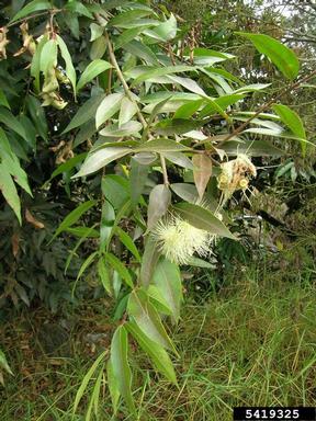 Malabar plum, Syzygium jambos  (Myrtales: Myrtaceae) - 5419325
