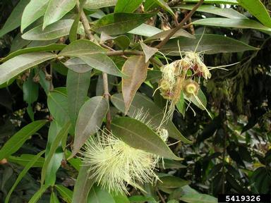 Malabar plum, Syzygium jambos  (Myrtales: Myrtaceae) - 5419326