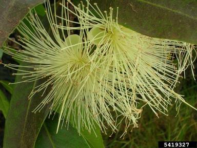 Malabar plum, Syzygium jambos  (Myrtales: Myrtaceae) - 5419327