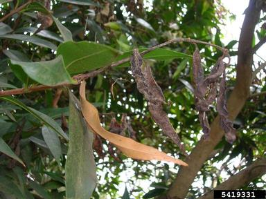 Malabar plum, Syzygium jambos  (Myrtales: Myrtaceae) - 5419331