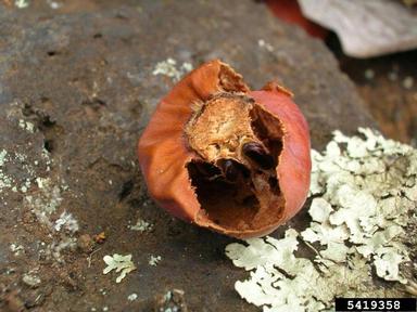 japanese persimmon, Diospyros kaki  (Ebenales: Ebenaceae) - 5419358
