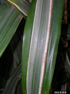 fragrant dracaena, Dracaena fragrans  (Liliales: Liliaceae) - 5419389