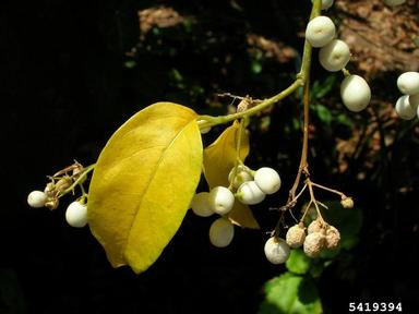 night jessamine, Cestrum nocturnum  (Solanales: Solanaceae) - 5419394