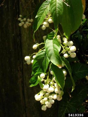 night jessamine, Cestrum nocturnum  (Solanales: Solanaceae) - 5419396