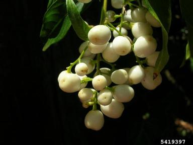 night jessamine, Cestrum nocturnum  (Solanales: Solanaceae) - 5419397