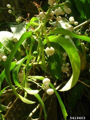 night jessamine, Cestrum nocturnum  (Solanales: Solanaceae) - 5419403
