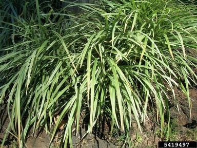 creeping liriope, Liriope spicata  (Liliales: Liliaceae) - 5419497