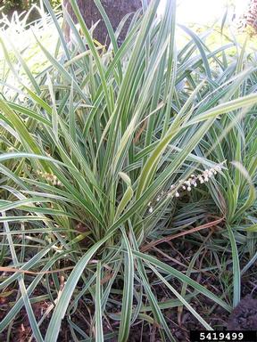 creeping liriope, Liriope spicata  (Liliales: Liliaceae) - 5419499