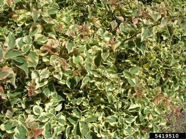 bougainvillea, Bougainvillea spp.  (Caryophyllales: Nyctaginaceae) - 5419510
