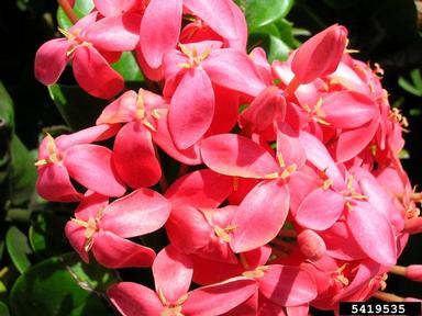 ixora, Ixora spp.  (Rubiales: Rubiaceae) - 5419535