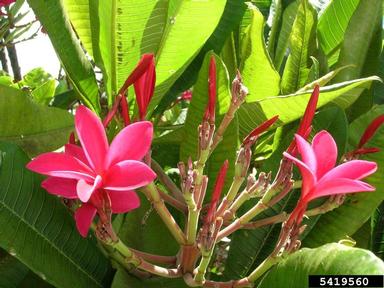 templetree, Plumeria rubra  (Gentianales: Apocynaceae) - 5419560