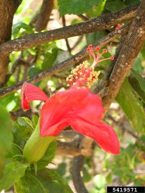 red rosemallow, Hibiscus kokio ssp. kokio (Malvales: Malvaceae) - 5419571