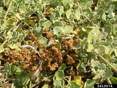 alaweo, Chenopodium oahuense  (Caryophyllales: Chenopodiaceae) - 5419574