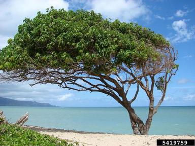 portia tree, Thespesia populnea  (Malvales: Malvaceae) - 5419759