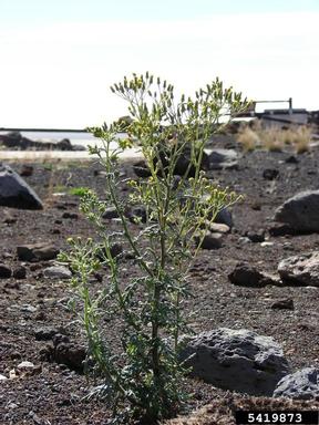 woodland groundsel, Senecio sylvaticus  (Asterales: Asteraceae) - 5419873