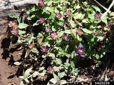 healall, Prunella vulgaris  (Lamiales: Lamiaceae) - 5420039