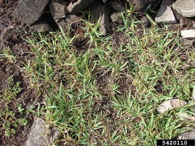 St. Augustinegrass, Stenotaphrum secundatum  (Cyperales: Poaceae) - 5420110
