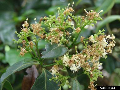 alahe'e, Psydrax odorata  (Rubiales: Rubiaceae) - 5420144