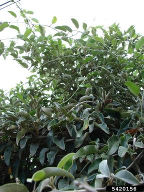 Hawai'i lady's nightcap, Bonamia menziesii  (Solanales: Convolvulaceae) - 5420156