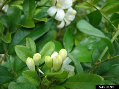 Chinese box, Murraya exotica  (Sapindales: Rutaceae) - 5420195