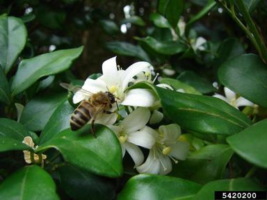Chinese box, Murraya exotica  (Sapindales: Rutaceae) - 5420200
