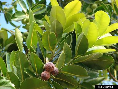 Alexandrian laurel, Calophyllum inophyllum  (Theales: Clusiaceae) - 5420274