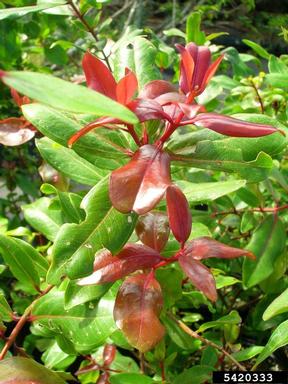 'ohi'a lehua, Metrosideros polymorpha  (Myrtales: Myrtaceae) - 5420333
