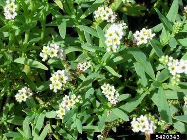 seaside heliotrope, Heliotropium curassavicum  (Lamiales: Boraginaceae) - 5420343