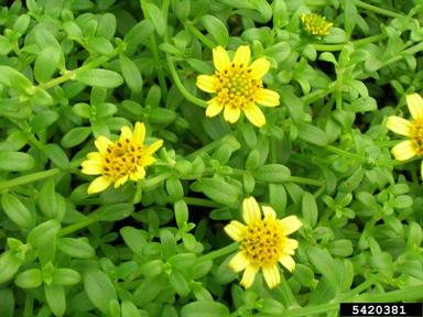 Kure Atoll nehe, Lipochaeta integrifolia  (Asterales: Asteraceae) - 5420381