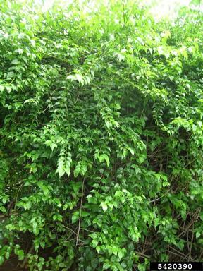 Asian nakedwood, Colubrina asiatica  (Rhamnales: Rhamnaceae) - 5420390