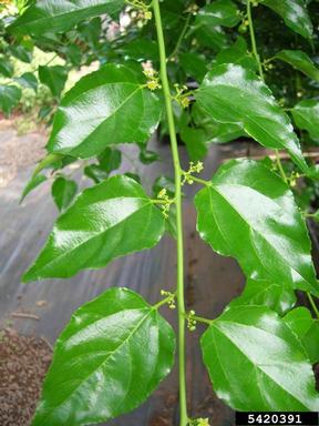 Asian nakedwood, Colubrina asiatica  (Rhamnales: Rhamnaceae) - 5420391