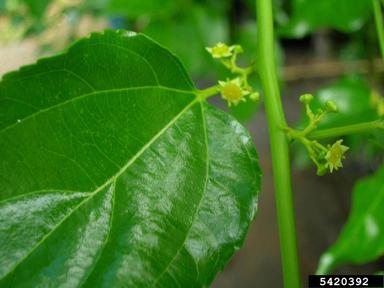 Asian nakedwood, Colubrina asiatica  (Rhamnales: Rhamnaceae) - 5420392