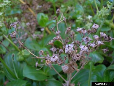 seacliff starviolet, Hedyotis littoralis  (Rubiales: Rubiaceae) - 5420428