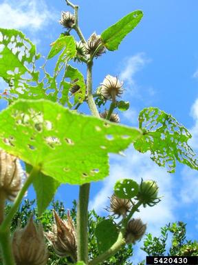 lindenleaf rosemallow, Hibiscus furcellatus  (Malvales: Malvaceae) - 5420430
