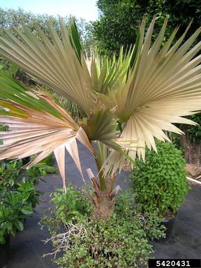 Maui pritchardia, Pritchardia arecina  (Arecales: Arecaceae) - 5420431