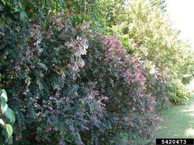 snowbush, Breynia disticha  (Euphorbiales: Euphorbiaceae) - 5420473