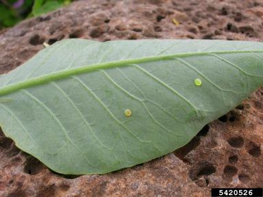tree tobacco, Nicotiana glauca  (Solanales: Solanaceae) - 5420526