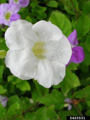 Chinese violet, Asystasia gangetica  (Scrophulariales: Acanthaceae) - 5420531