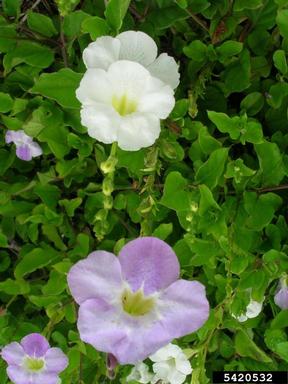 Chinese violet, Asystasia gangetica  (Scrophulariales: Acanthaceae) - 5420532