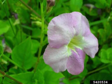 Chinese violet, Asystasia gangetica  (Scrophulariales: Acanthaceae) - 5420534