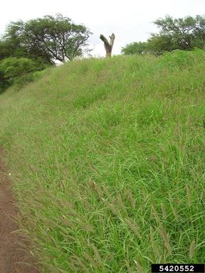 mission grass, Pennisetum polystachion  (Cyperales: Poaceae) - 5420552