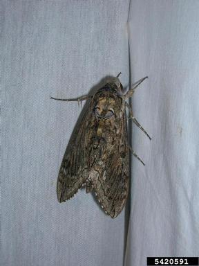 Blackburn's sphinx moth, Manduca blackburni  (Lepidoptera: Sphingidae) - 5420591