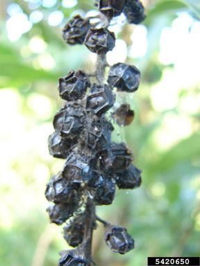 juniper berry, Citharexylum caudatum  (Lamiales: Verbenaceae) - 5420650