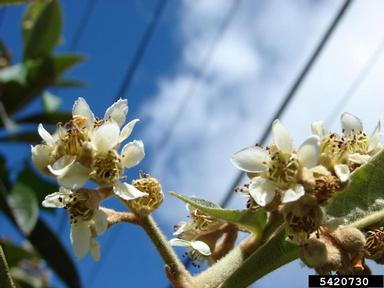loquat, Eriobotrya japonica  (Rosales: Rosaceae) - 5420730