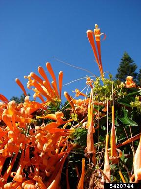 flamevine, Pyrostegia venusta  (Scrophulariales: Bignoniaceae) - 5420744
