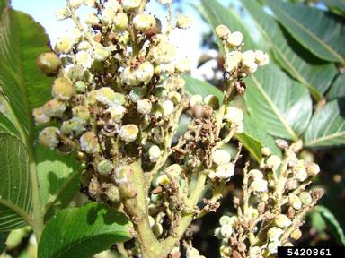 neneleau, Rhus sandwicensis  (Sapindales: Anacardiaceae) - 5420861